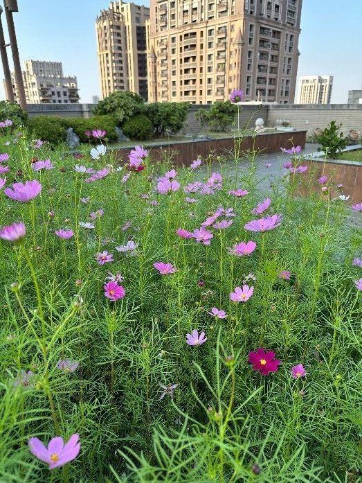 高雄市立體綠化補助3/25起受理，淨零設施補助加持，綠意生活再升級！