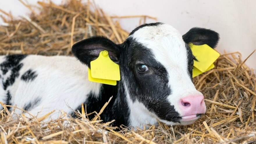 Comment Choisir la Meilleure Boucle Identification Facilement