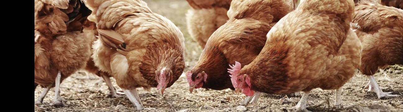 Bluecouveuse Abidjan