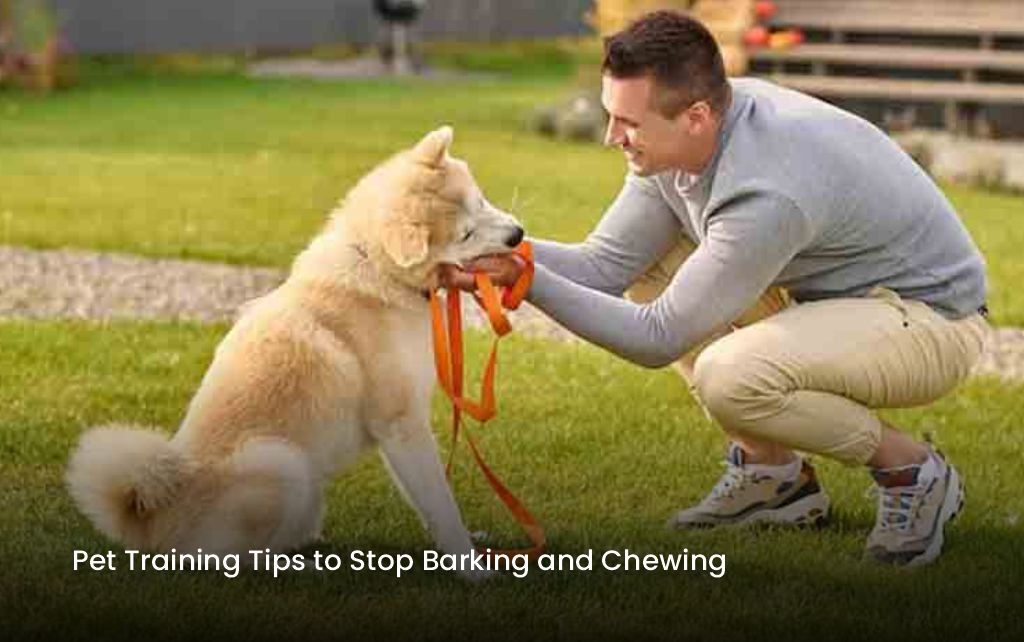 Pet Training Tips to Stop Barking and Chewing
