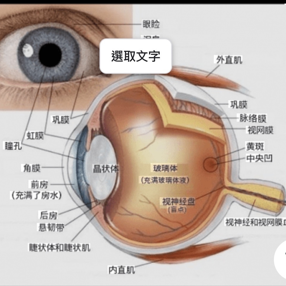 眼睛保護、眼球保護！葉黃素多元萃取物秒舒視！