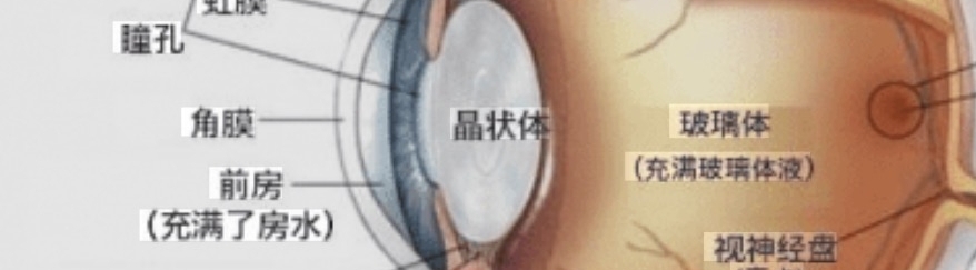眼睛保護、眼球保護！葉黃素多元萃取物秒舒視！