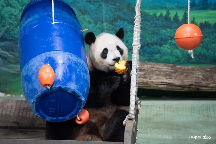 大貓熊們接連進入「假孕」期 大貓熊「圓寶」生日許「星」願 臺北動物園打造太空冒險慶生派對