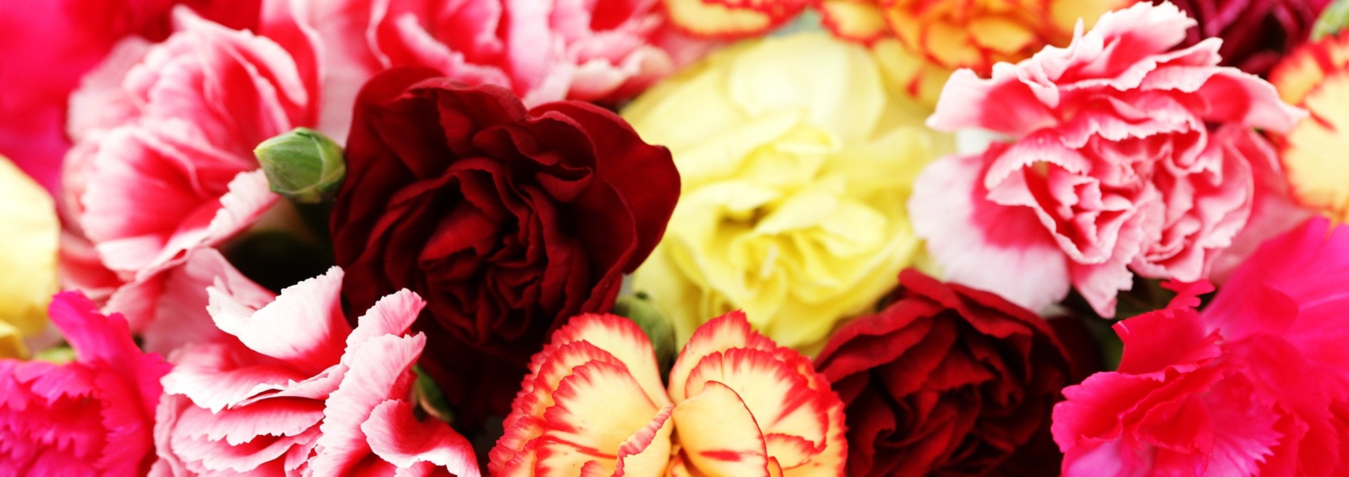 Organizing a Highly Profitable Charity Fundraiser with Carnations in Bulk Flowers